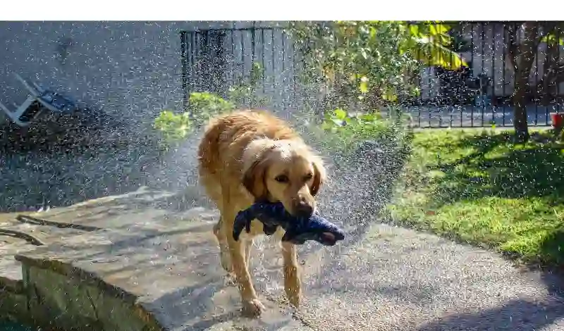 how-often-shower-bathe-golden-retriever