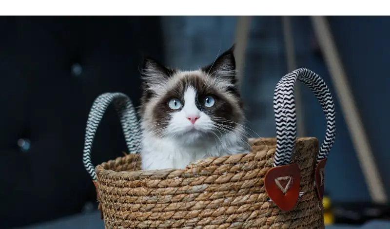 how-often-to-bathe-ragdoll