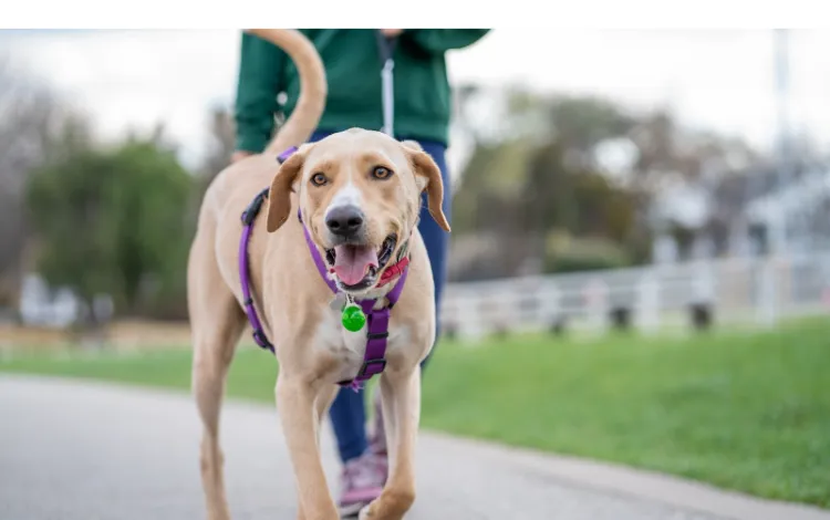 how-smart-are-labrador-retrievers