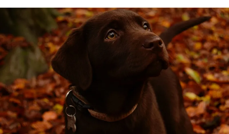 how-smart-chocolate-labradors