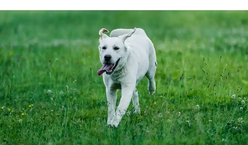 how-to-calm-labrador-retriever
