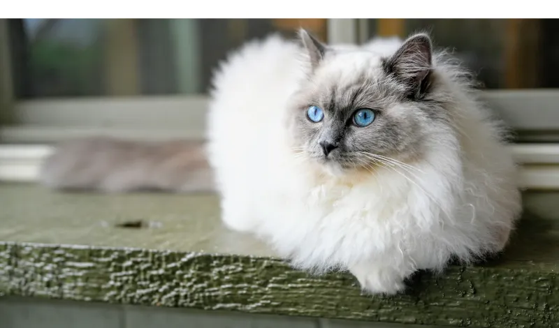 how-to-discipline-ragdoll-cat