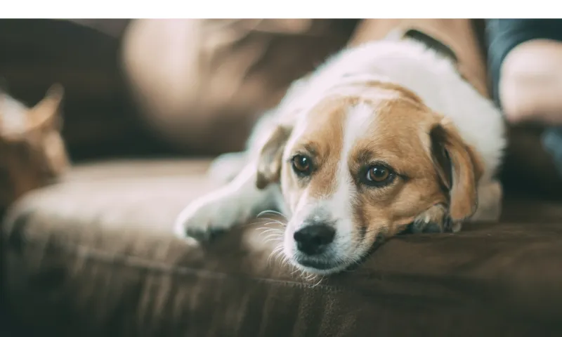 how-to-entertain-beagle