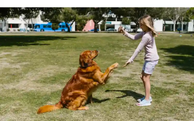 how-to-entertain-golden-retriever