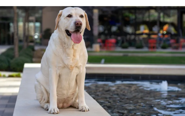 how-to-know-if-labrador-is-purebred