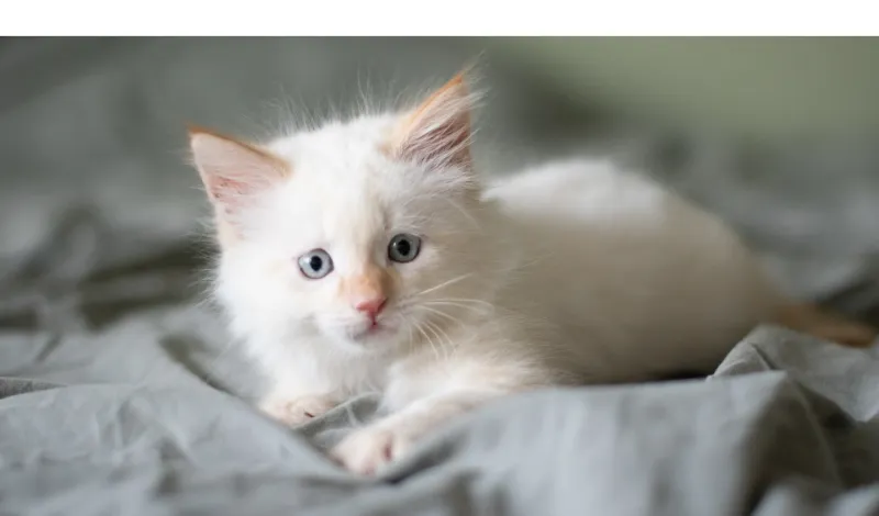 how-to-take-care-of-ragdoll-kitten