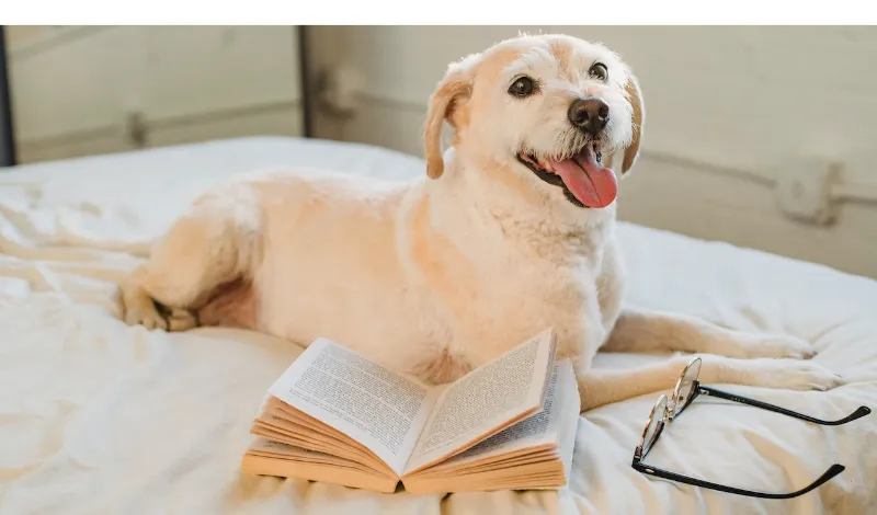 how-to-train-a-labrador-retriever