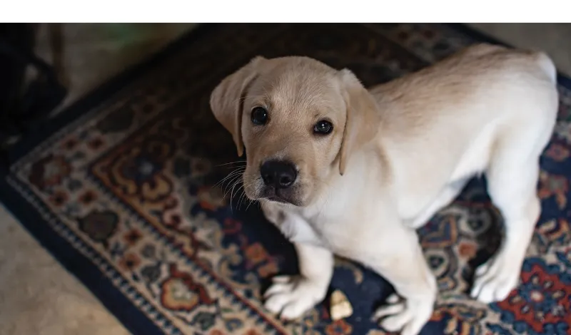 how-to-train-labrador-puppy-to-potty