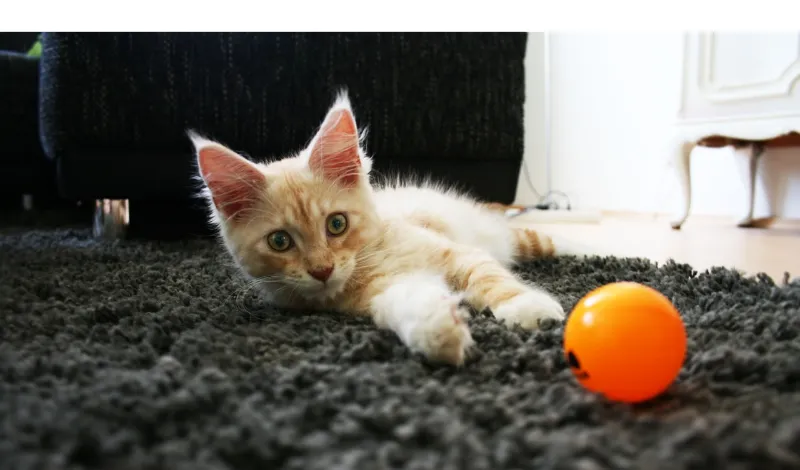 how-to-train-maine-coon-to-play-fetch