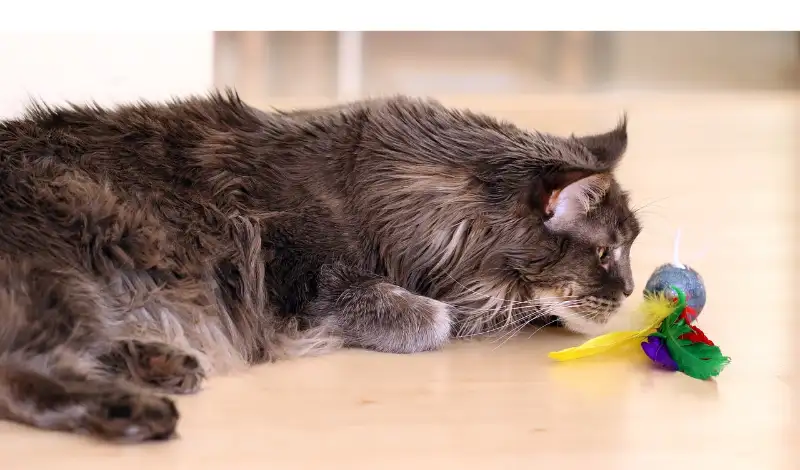 how-to-train-maine-coon