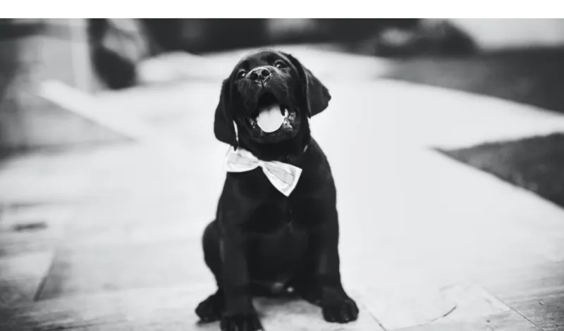 keep-labrador-warm-in-winter