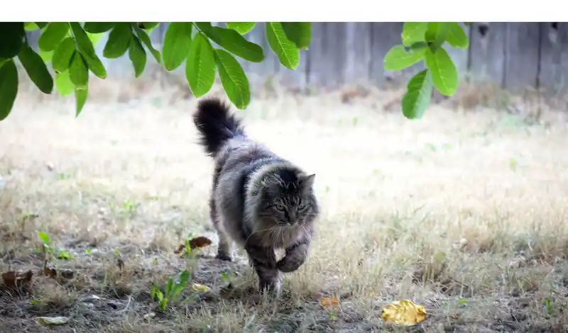 keep-maine-coon-entertained