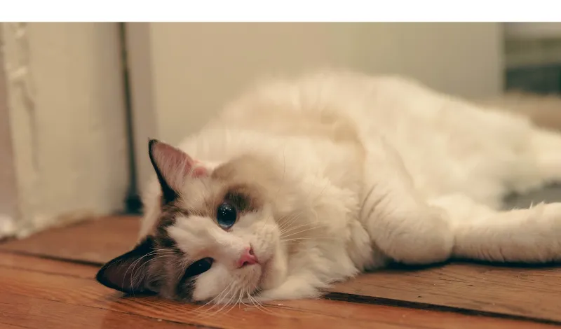 keep-ragdoll-entertained