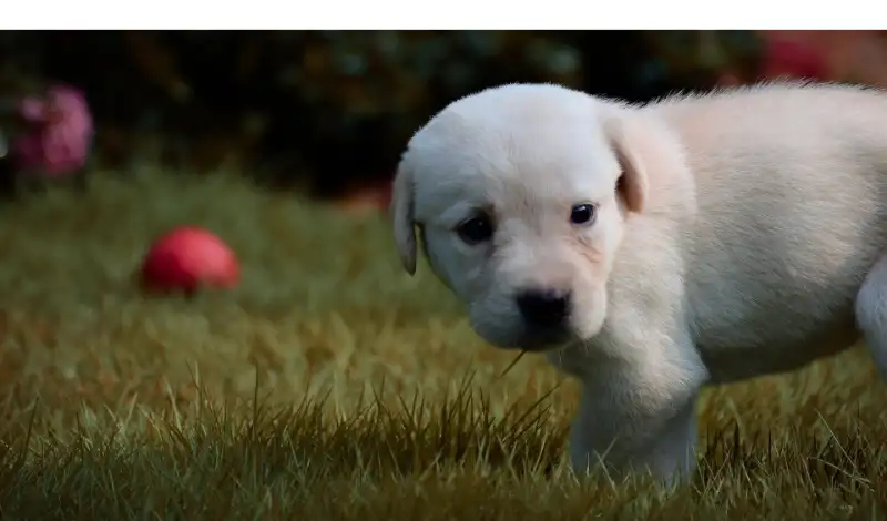 labrador-puppy-sleeping-hours