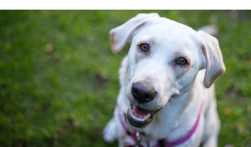 labrador-retrievers-with-blue-eyes