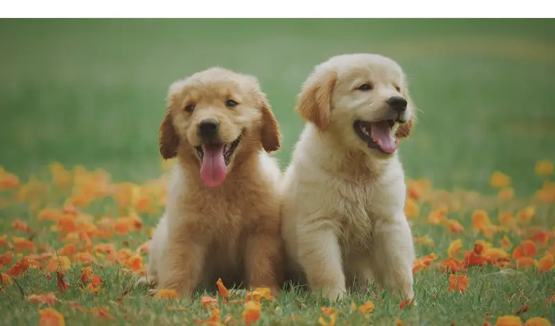 labrador-vs-golden-retriever-pros-cons