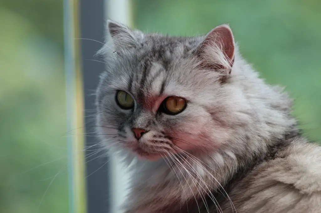 persian-cat-behaviour-problems