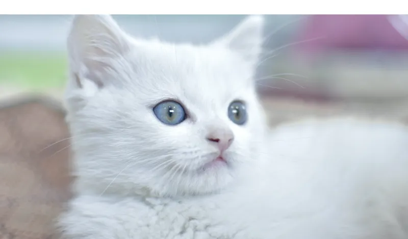persian-cat-left-alone