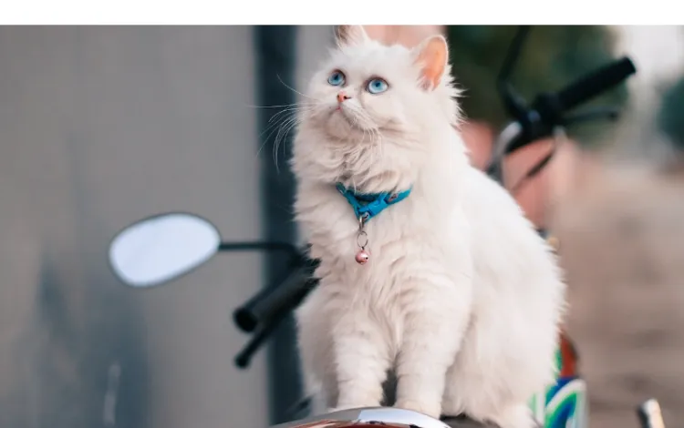 persian-cat