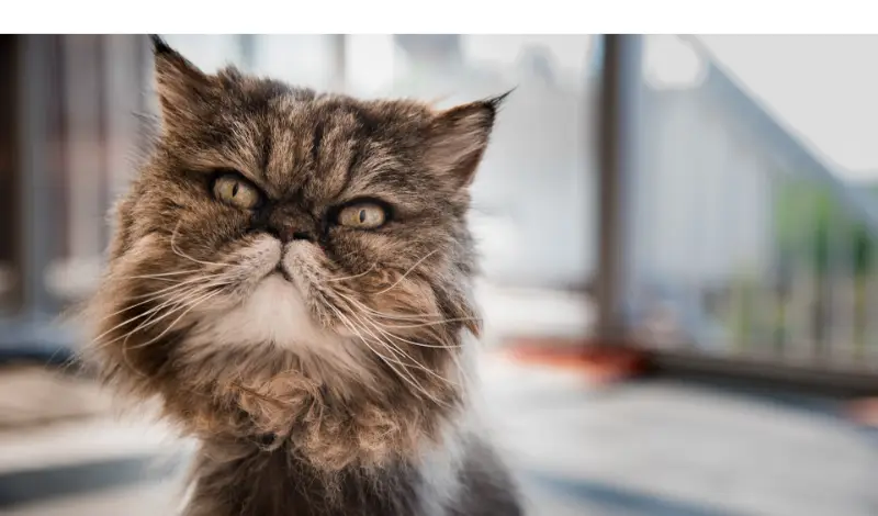 are-persian-cats-good-with-babies-families