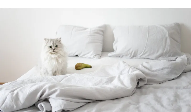 play-entertain-persian-kittens