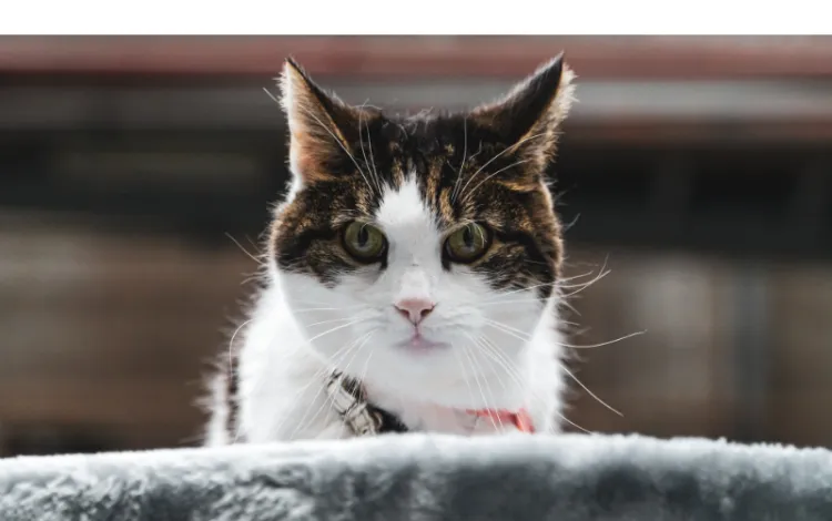 pro-con-owning-maine-coon-cat