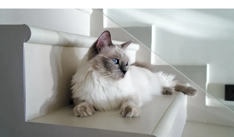 ragdoll-and-behavorial-problem