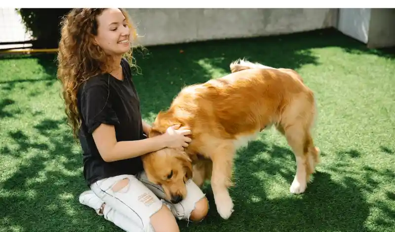 raising-a-golden-retriever-puppy-while-working