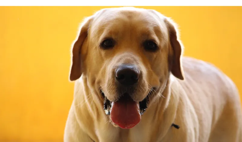 signs-of-happy-labrador