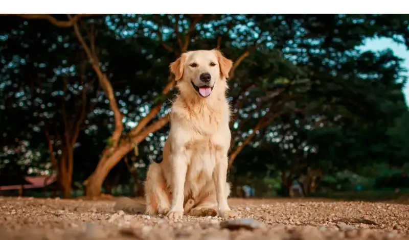 signs-you-are-underfeeding-dog