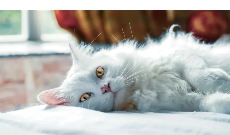things-persian-cats-like-to-play