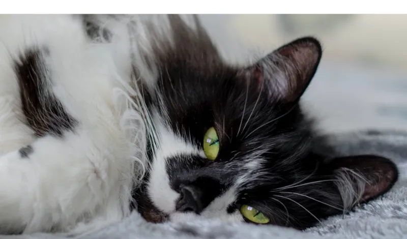things-you-do-not-know-about-ragdolls