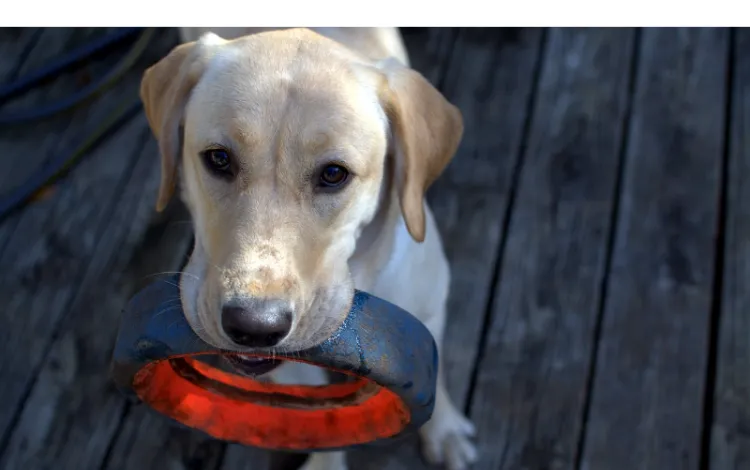 train-labrador-not-to-bite