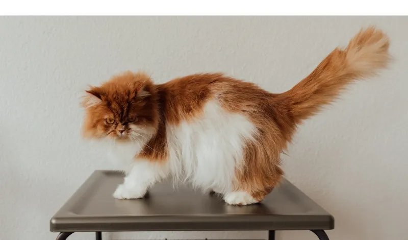 train-persian-cat-for-toilet
