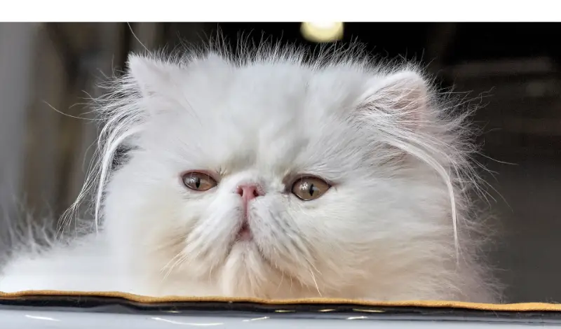 train-persian-cat