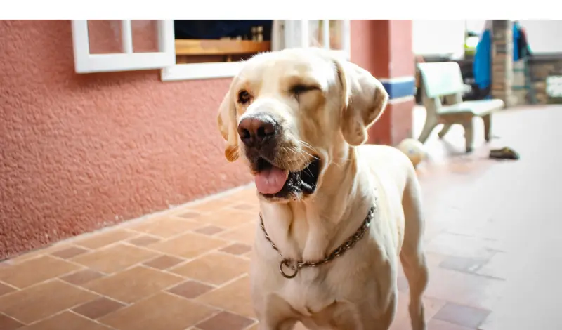what-temperature-is-hot-for-labrador