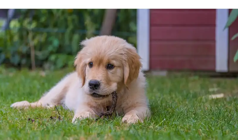when-do-golden-retriever-stop-growing