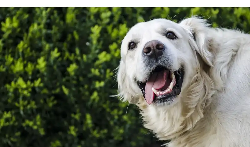 when-do-golden-retriever-stop-teething