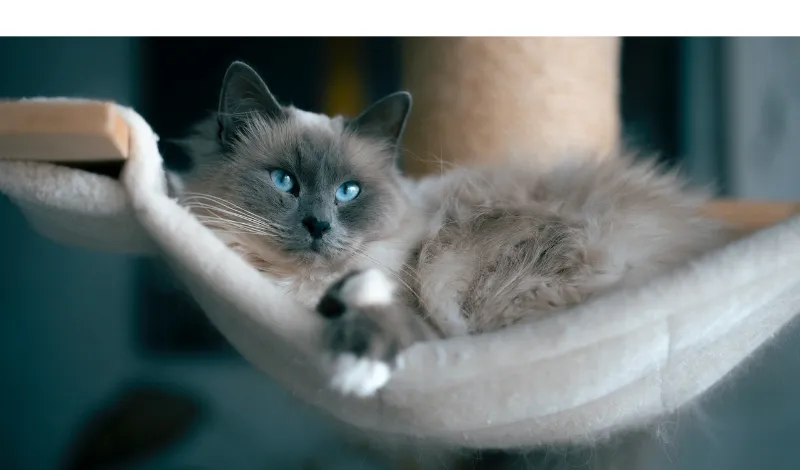 when-do-ragdoll-go-into-heat