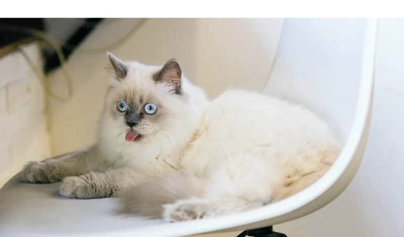 when-do-ragdoll-stop-growing