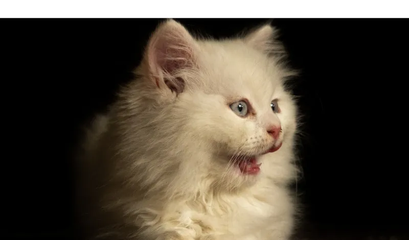 when-does-persian-cat-calm-down