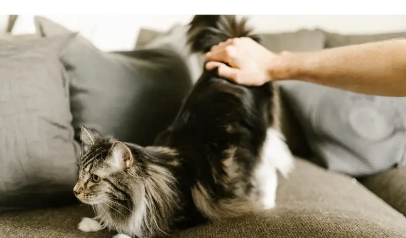 when-maine-coon-grow-their-mane