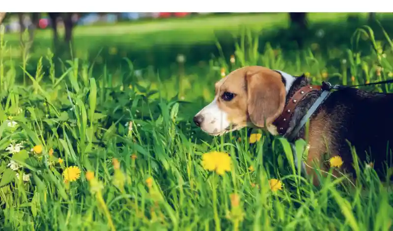 why-beagle-like-to-dig