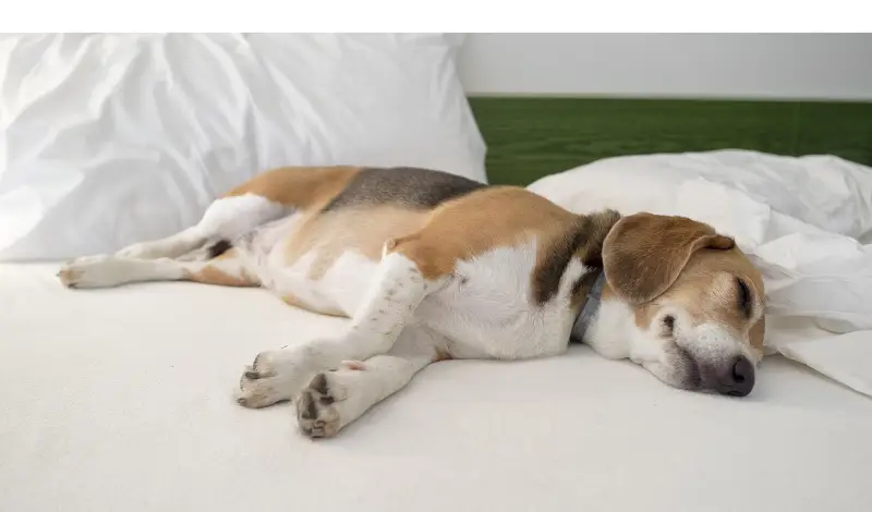 why-beagle-sleep-on-its-back