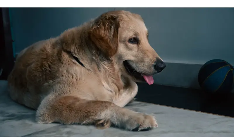 why-golden-retriever-pant-at-night