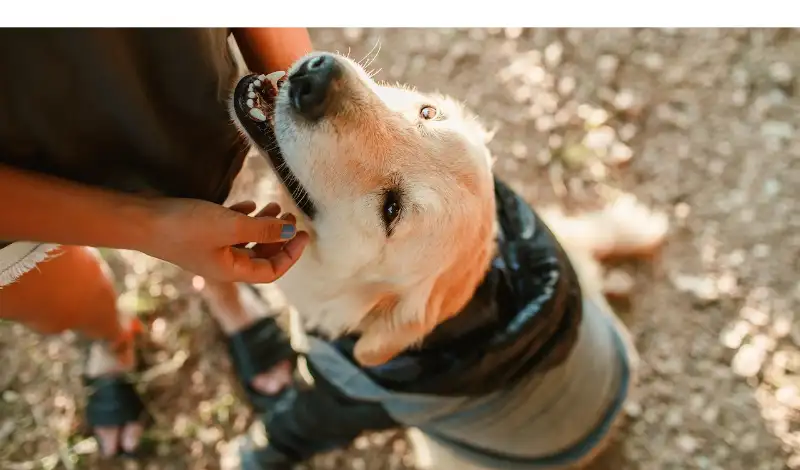 why-golden-retrievers-are-great-family-dogs