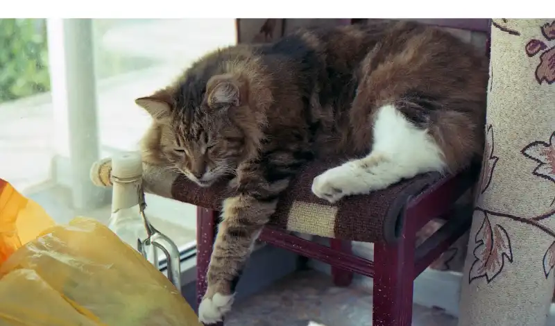 why-maine-coon-cats-peeing-everywhere