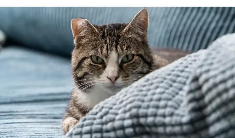 why-maine-coon-shedding-so-much