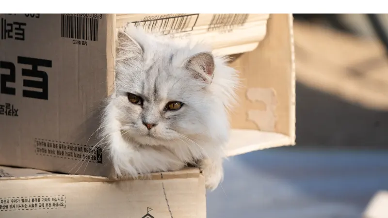 why-persian-cats-dont-meow