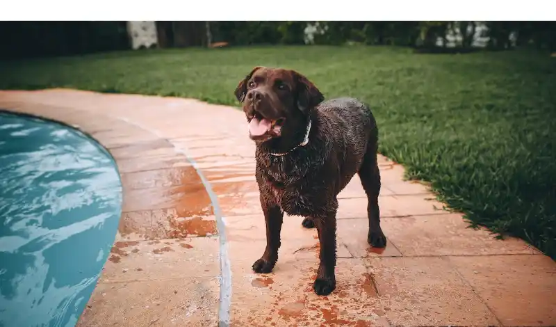 will-labrador-retriever-attack-owner